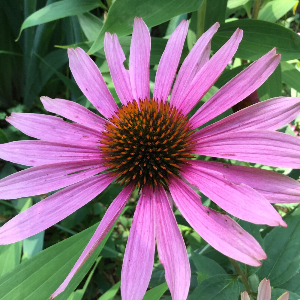 Meet your Posher, Doreen